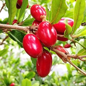 Porcelain Berry Fruit Seeds