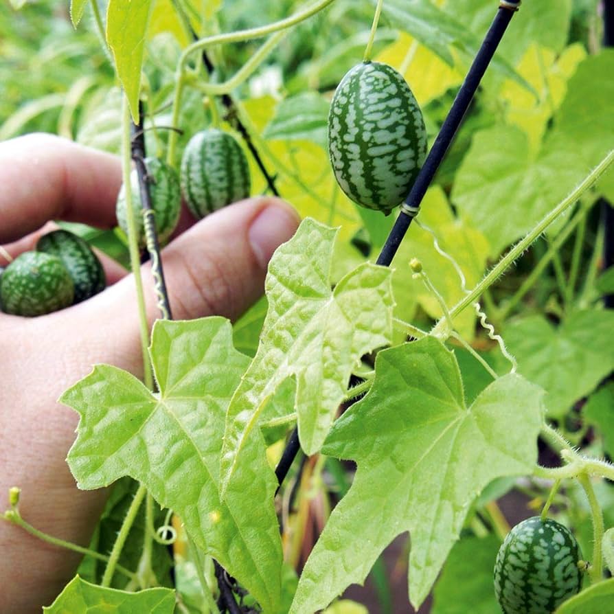 Cucamelon Mini Watermelon Unique Fruit
