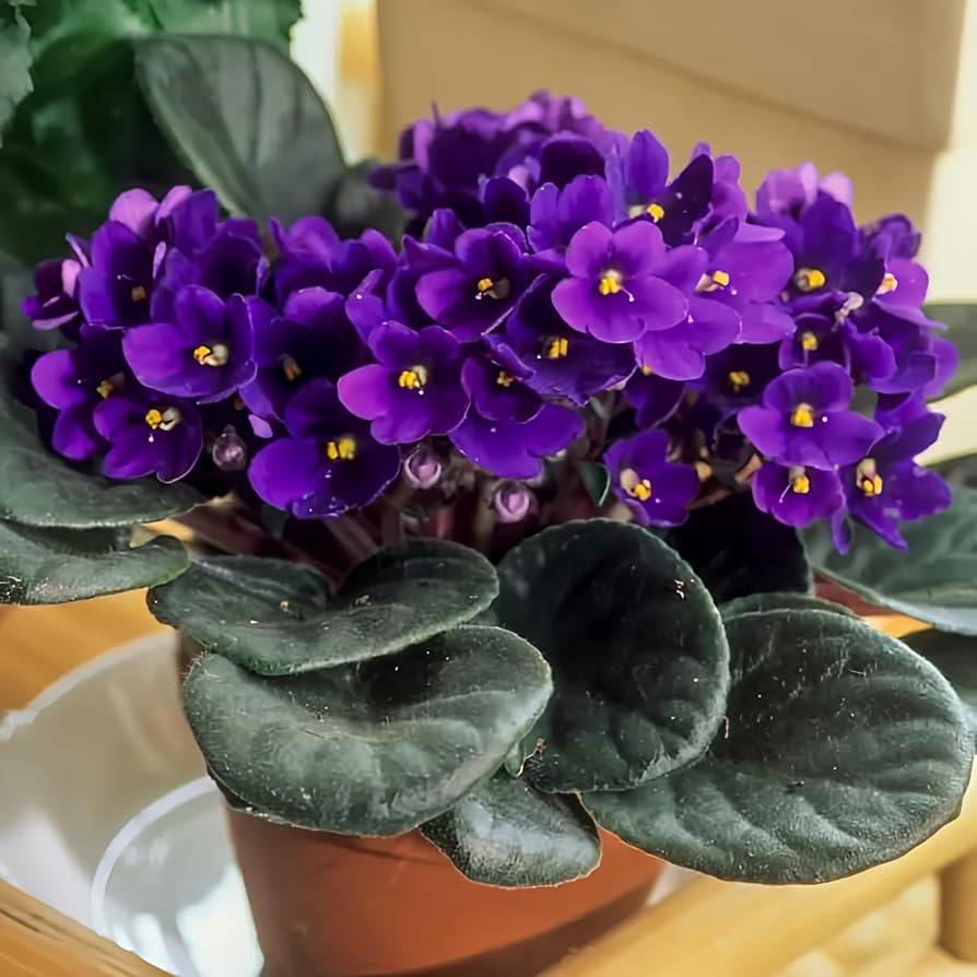 Purple Dark Saintpaulia Flower Seeds