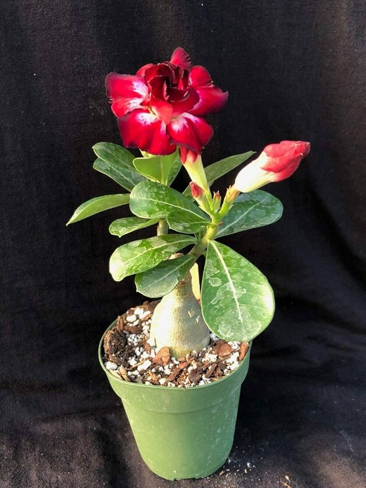 Desert Rose Adenium Obesum