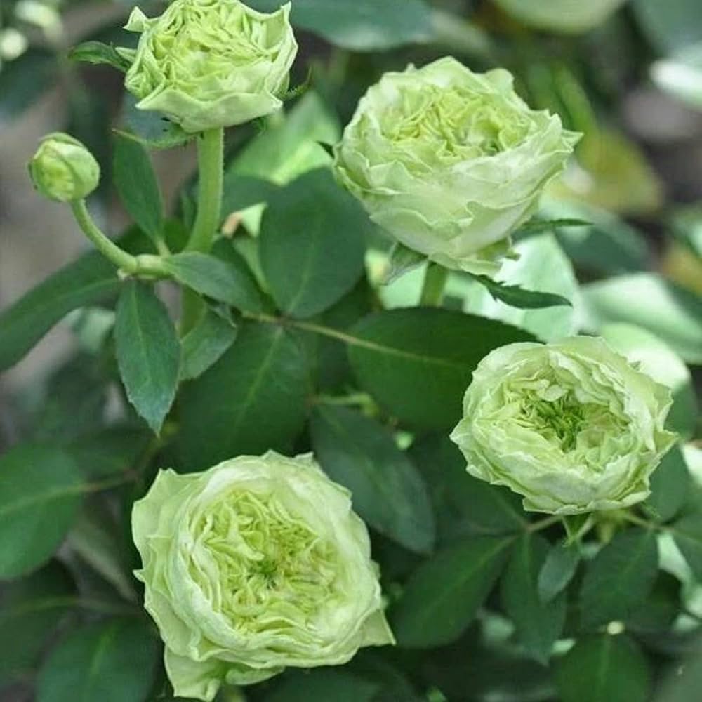 Green Rare Rose Army
