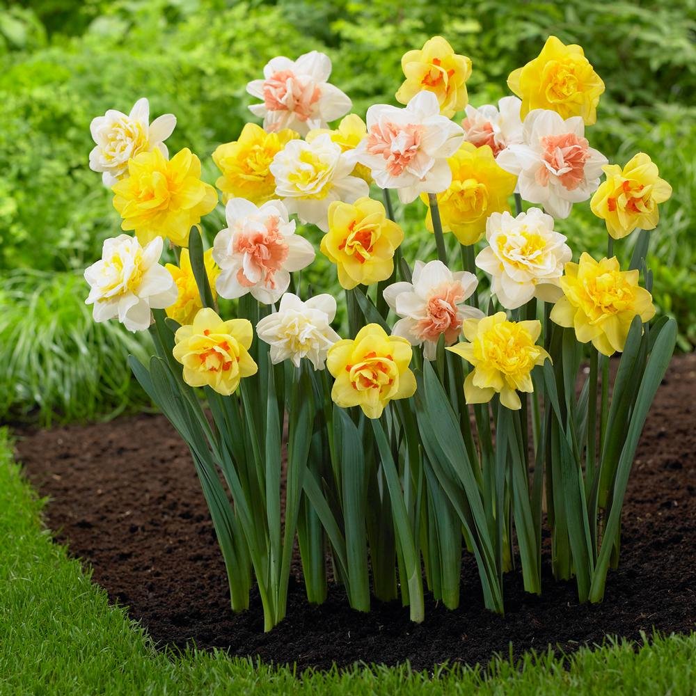 Daffodil Flower Seeds
