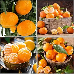 Kumquat Citrus Fruit Balcony Seeds