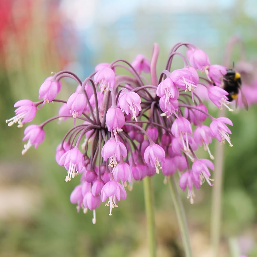 Allium Cernuum Flower