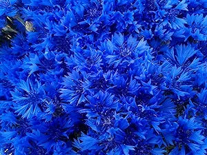 Blue Blue Hibiscus Flowers And Centaurea Cyanus Stunning Blooms In Your Garden Flower Seeds
