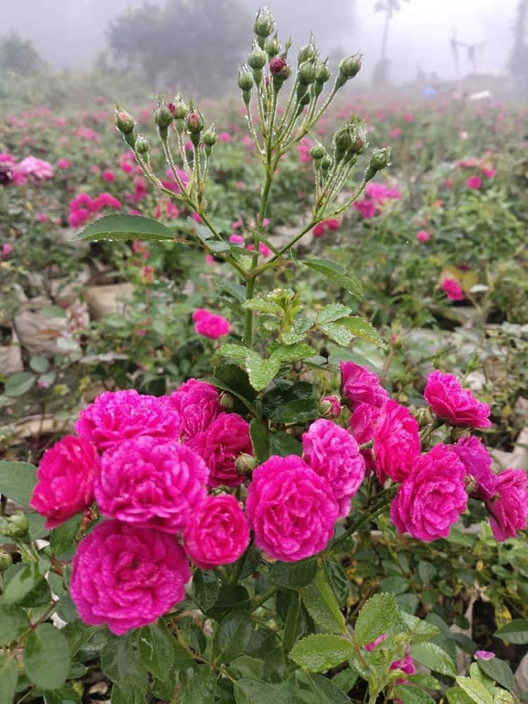Rose Bonsai Tree
