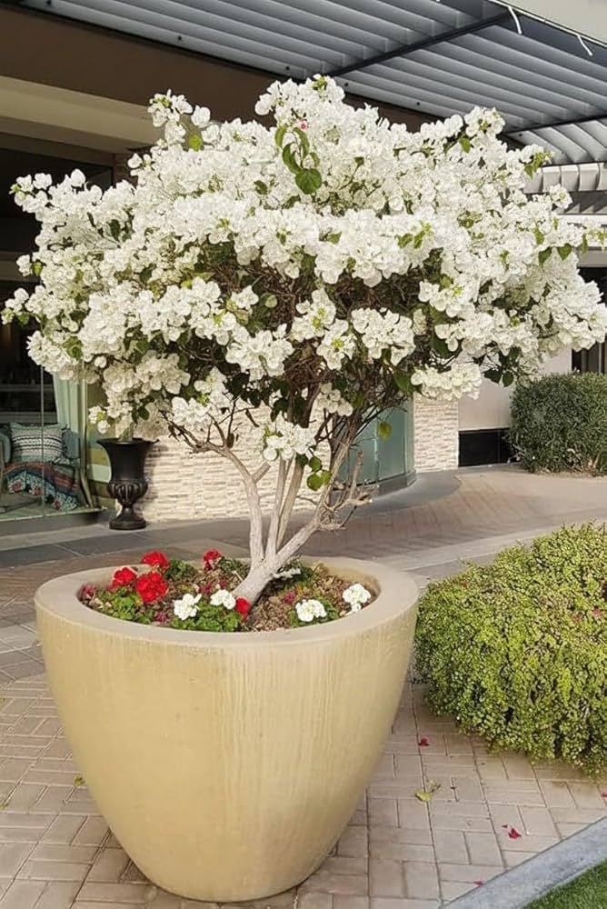 White Bougainvillea Flowers Seeds - Heirloom Non GMO Premium Garden Seeds for Planting