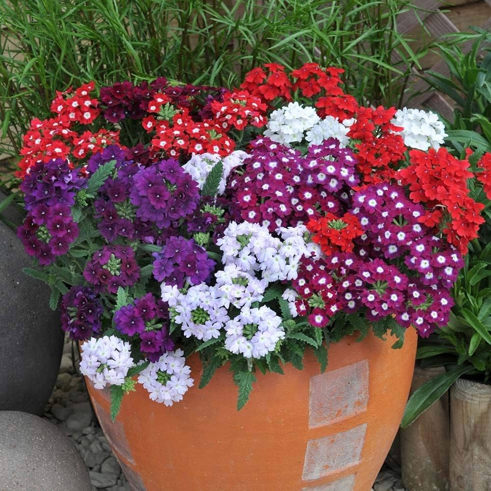 Verbena Flower Verbena Spp