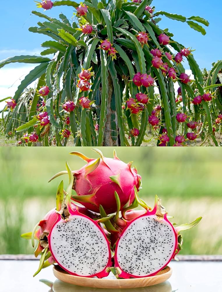 Quality Dragon Fruit Pitaya Variety