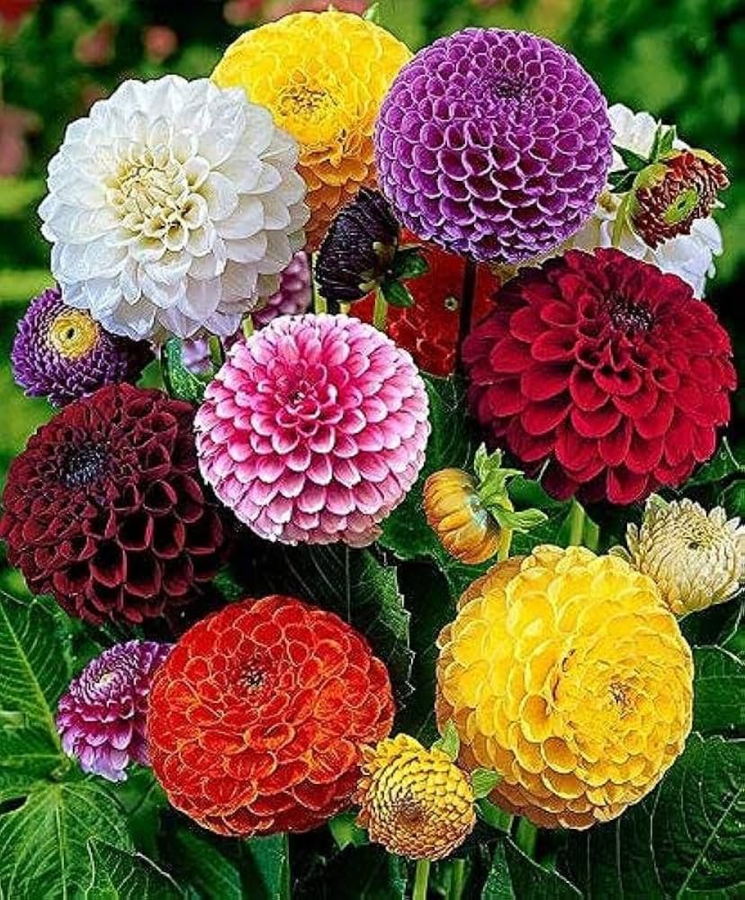 Dahlia Flower Dahlia Pinnata