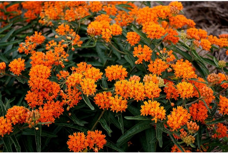 Orange Hohe Hardy Butterfly Weed Hummingbird Friendly Flowering Plant Flower Seeds