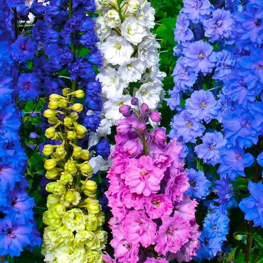 Mixed Delphinium Flower Seeds - Heirloom, Non GMO, High Germination, Organic Garden Seeds