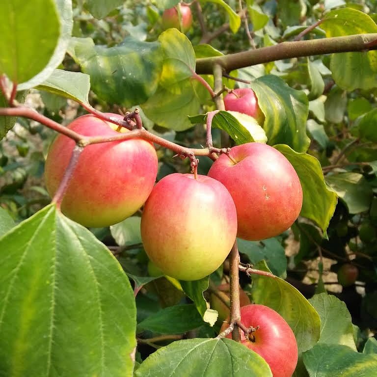 orange ziziphus spinosa fruit for planting Fruit Seeds