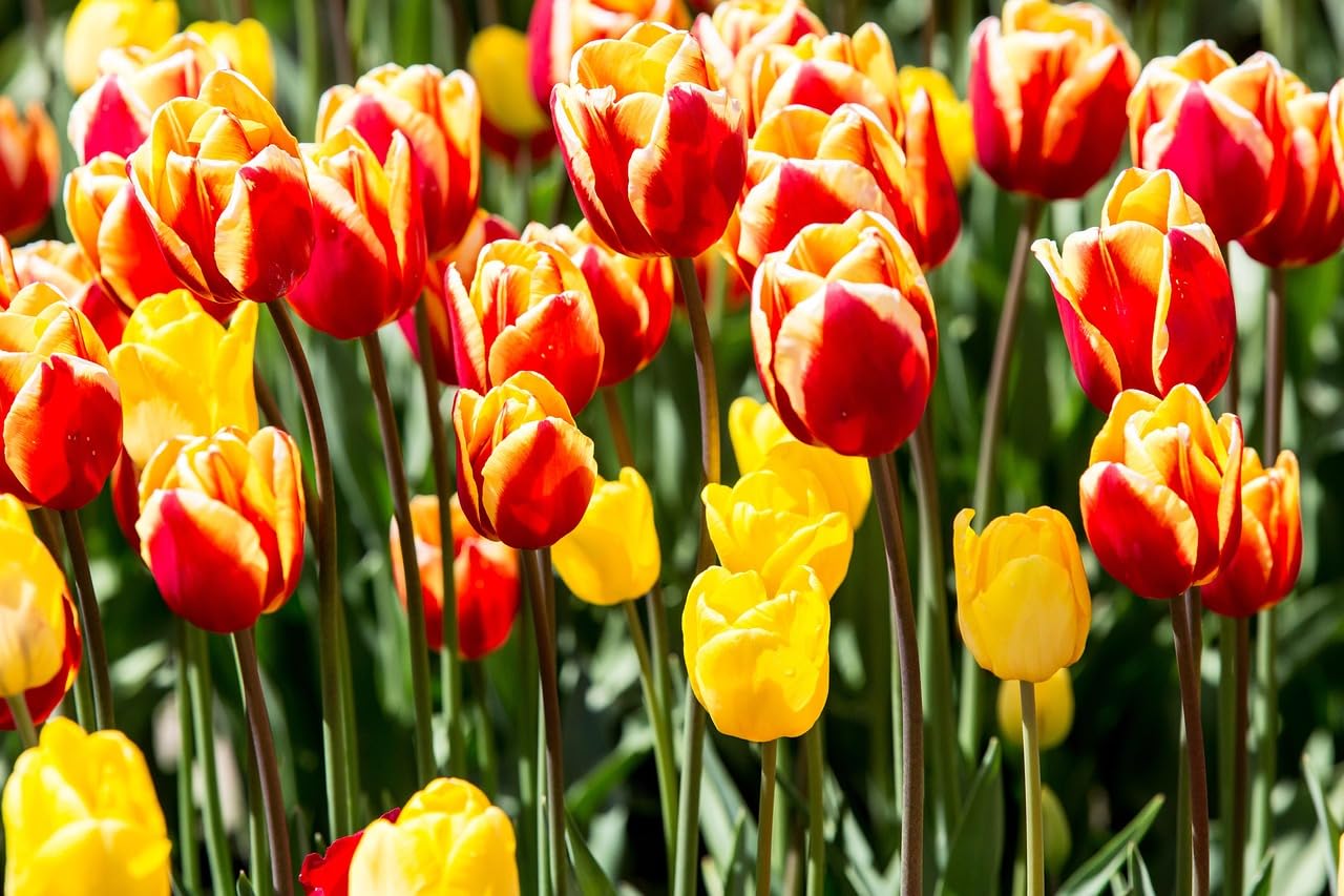 Red Tulip Flower Seeds