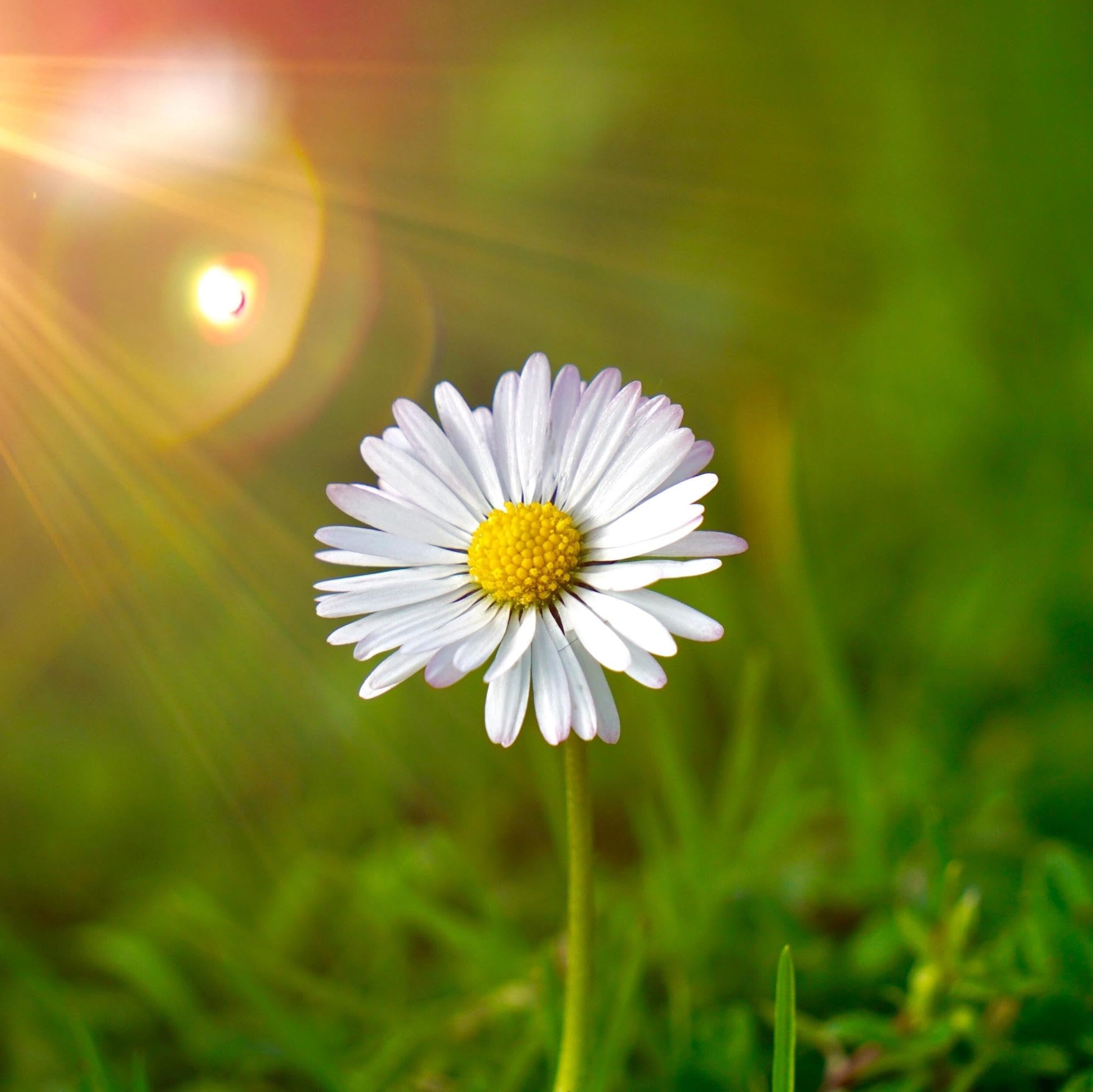 White Daisy Flower Seeds