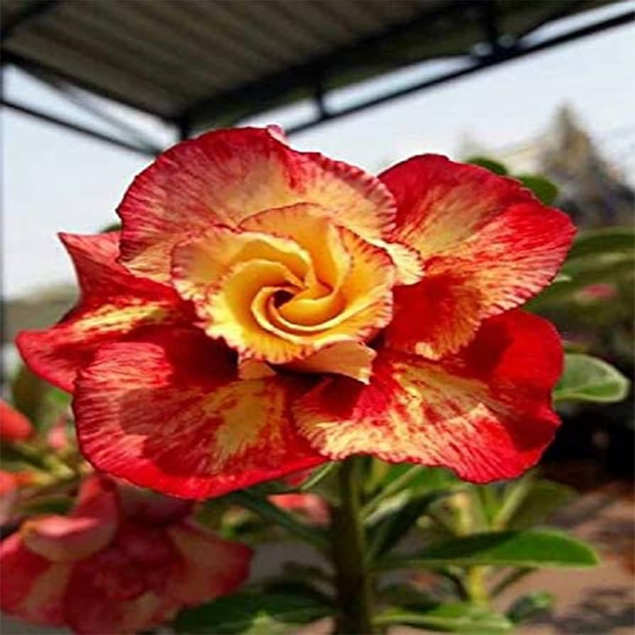 Red Universe Desert Rose