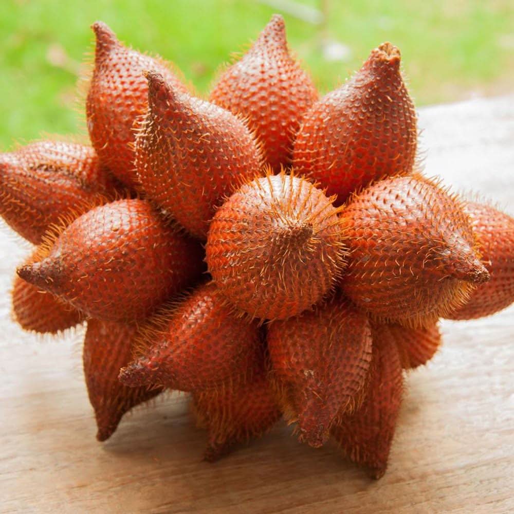 salak fruit for planting exotic snake gardeners fresh fruits home garden Fruit seeds