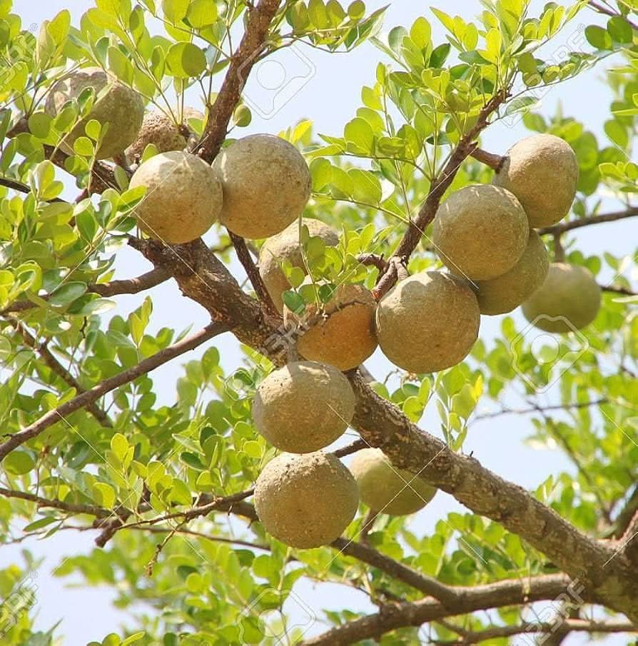 Wood Apple Fruit Tropical Tree For Sustainable Orchard Fruit Seeds