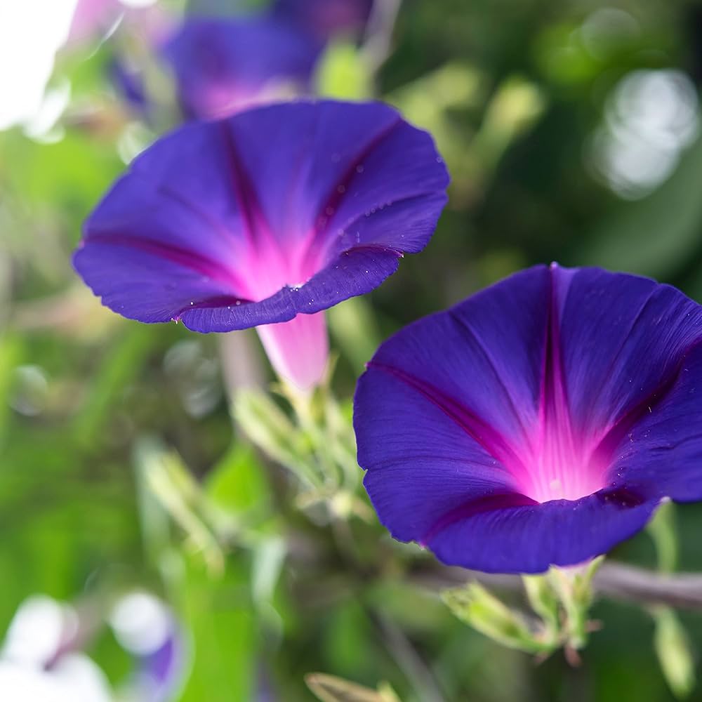 Lavender Mexican Morning Glory Starters Arizona Grown From