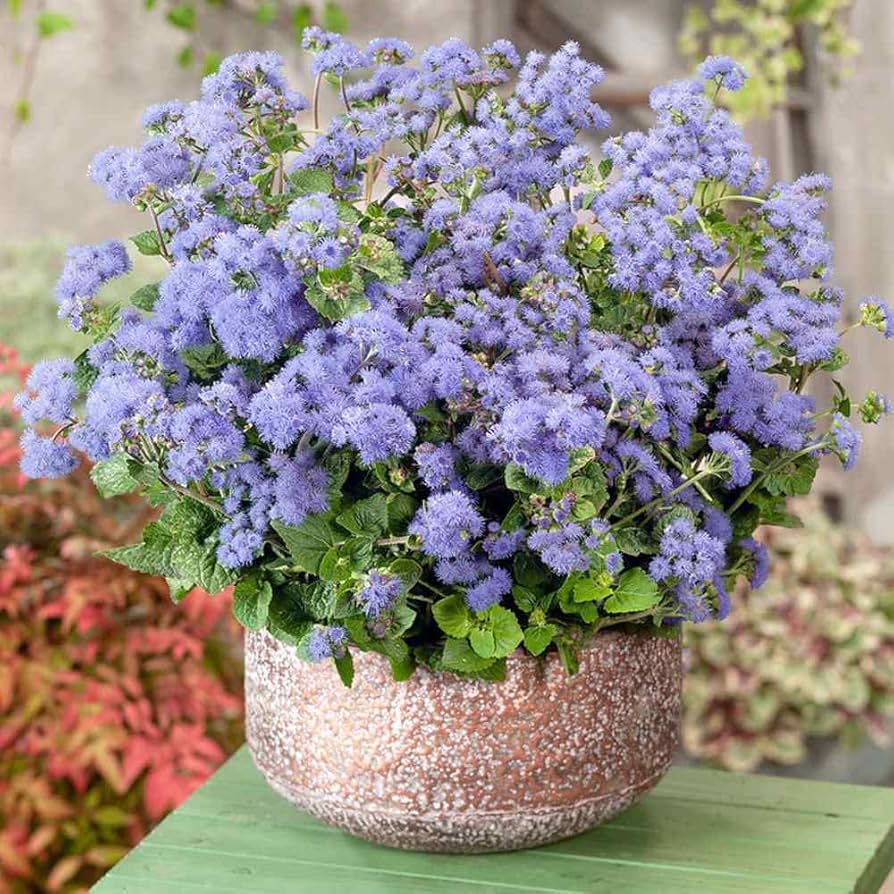 pezzi di semi piante blue ageratum Fruit