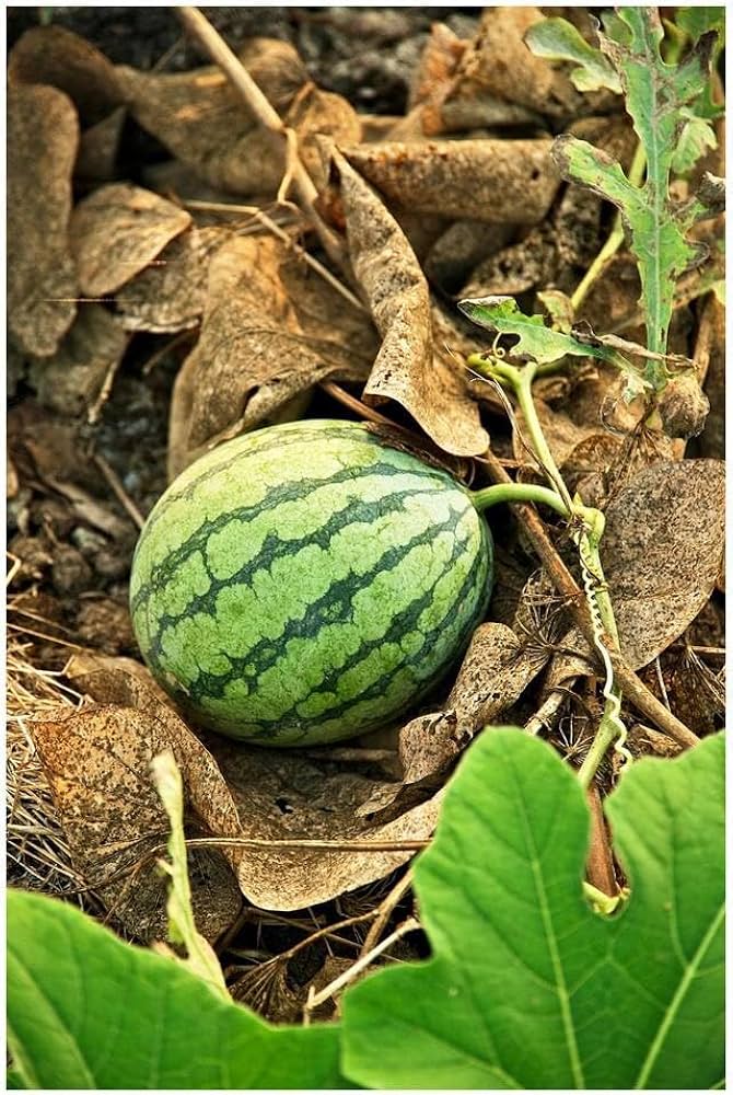 sweet watermelon bonsai easy fruit seeds