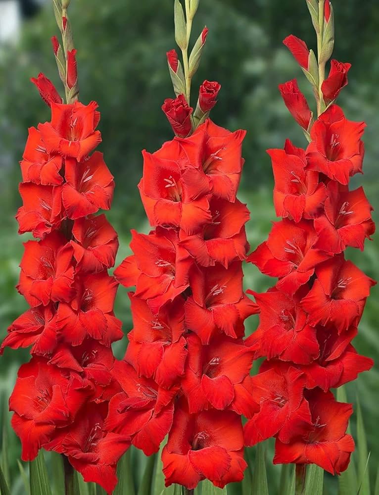 Red Gladiolus Flower Seeds Heirloom Non GMO High Germination Organic Garden Seeds for Colorful - Heirloom Non GMO High G