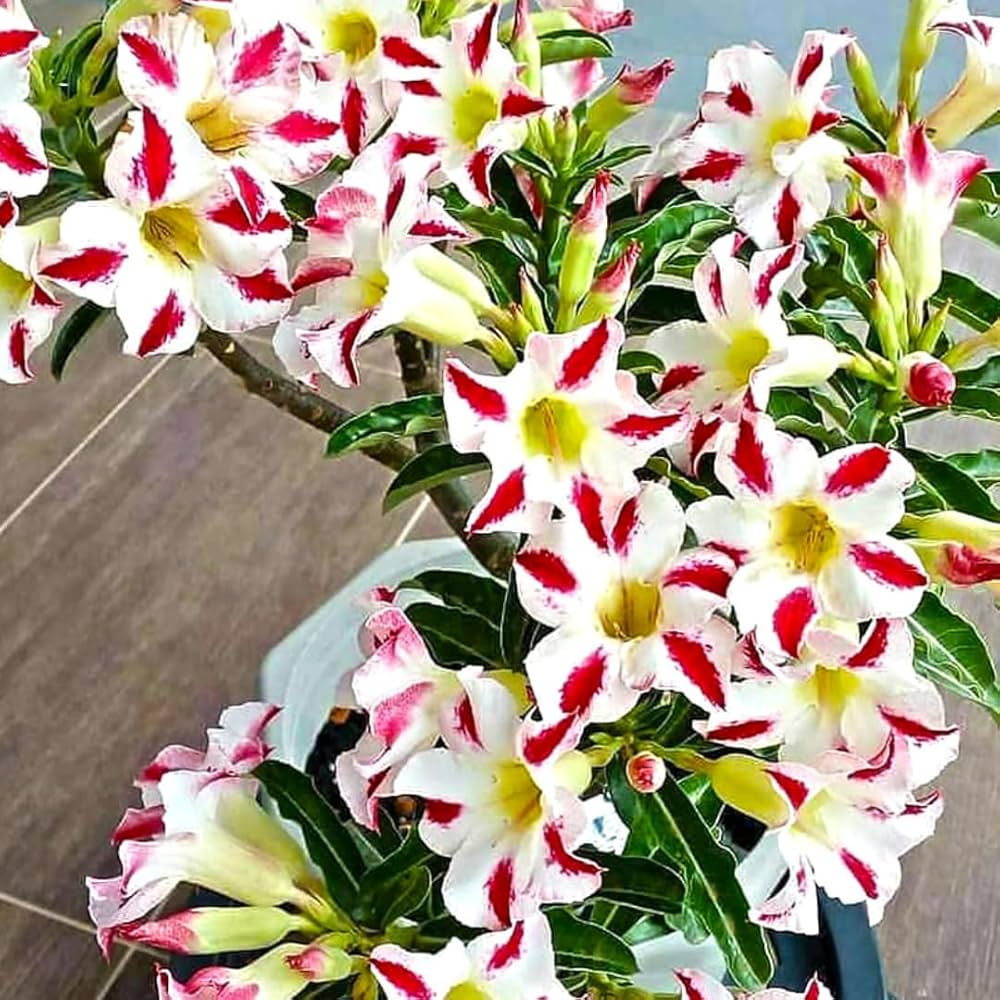 Red Desert Ornamental Plant Flower Flower Seeds