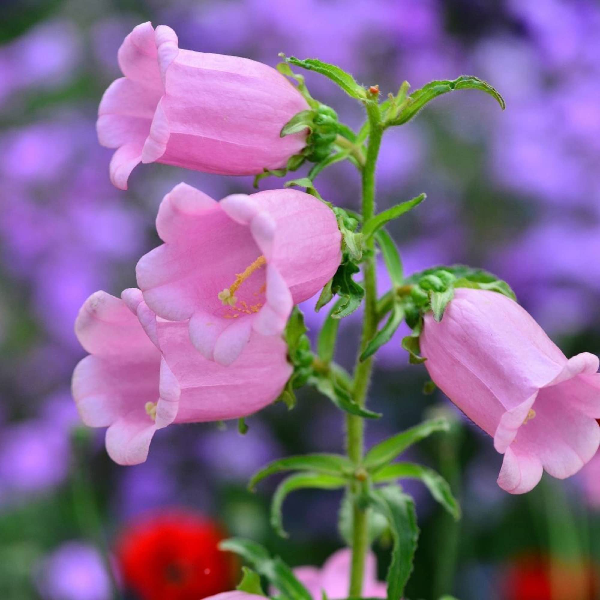 Canterbury Bells Campanula Medium