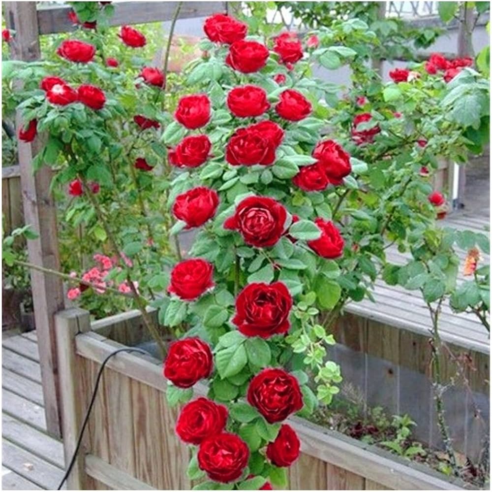 climbing polyantha rose rosa diy trellis seeds