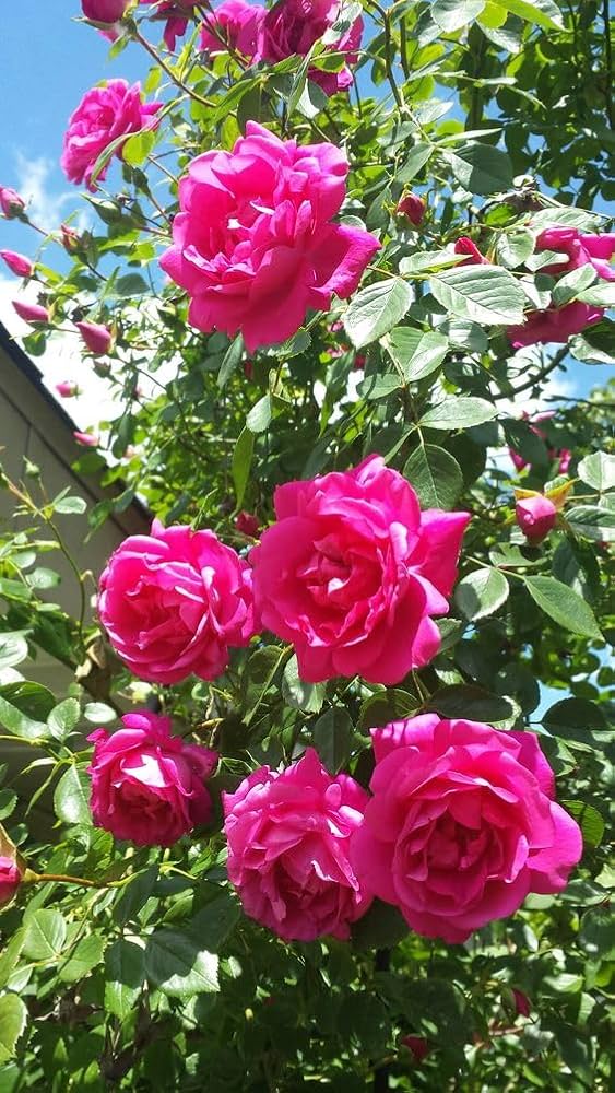 Pink Dark Climbing Rose Flower Seeds - Heirloom Non GMO High Germination Premium Garden Seeds for Planting