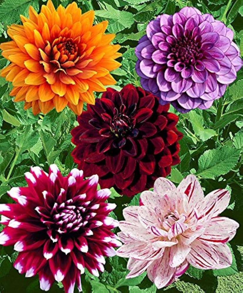 Dahlia Flower Mixed Colors Fresh