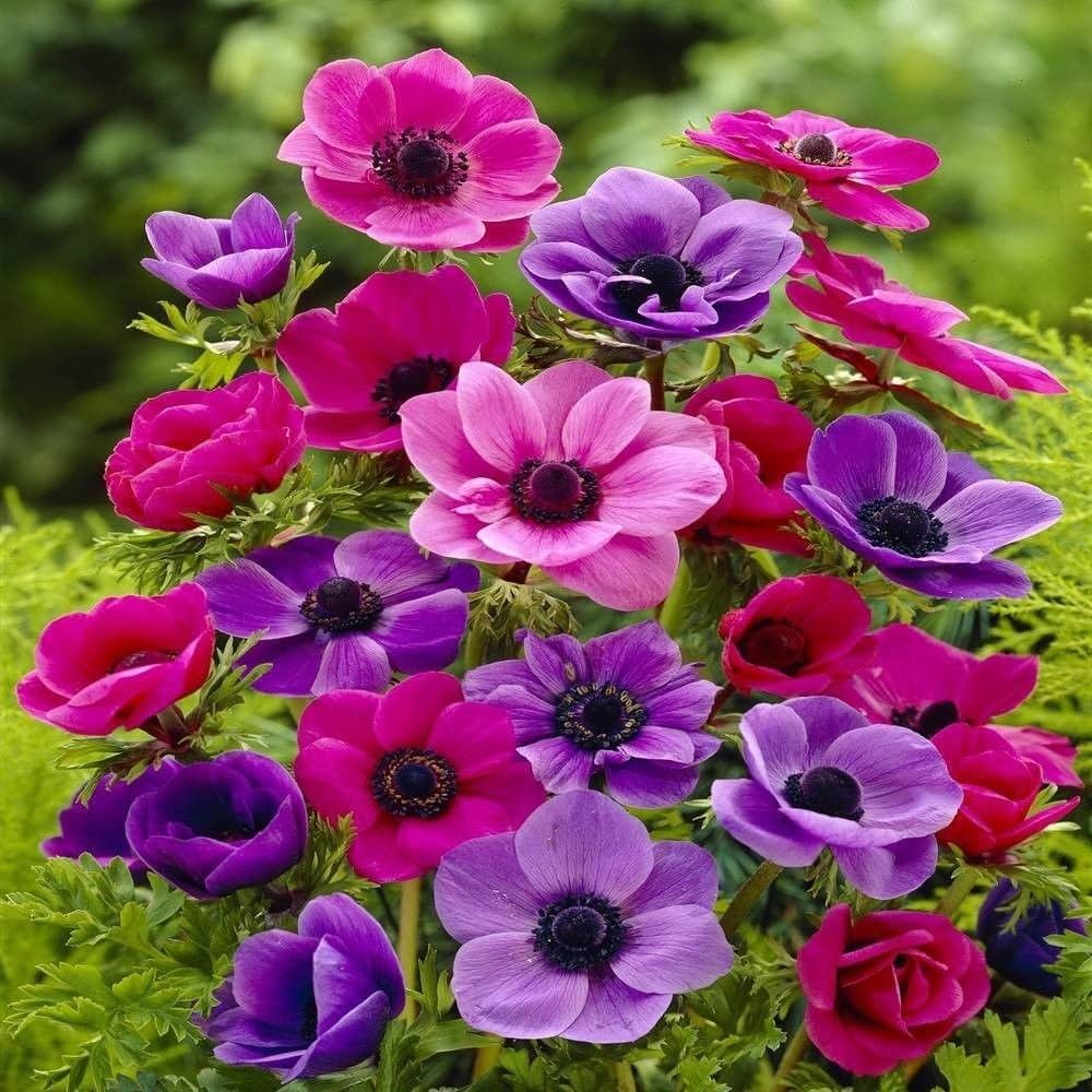 Anemone Flower