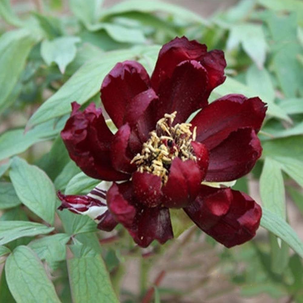 Chinese Suffruticosa Peony Flower Varieties Garden Pot