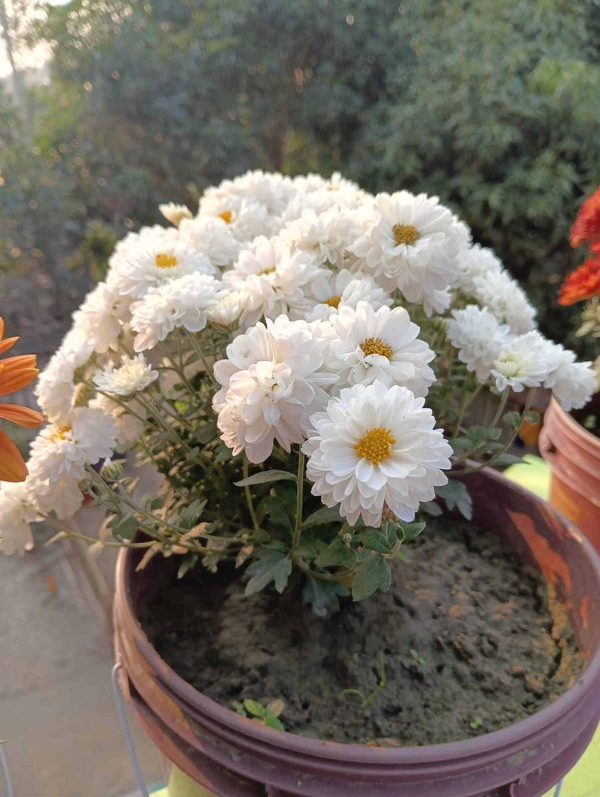 Cicely Flower Seeds Easy Grow Blossoms for Pots and Backyard Spaces Colorful - Heirloom Non GMO High Germination Organic