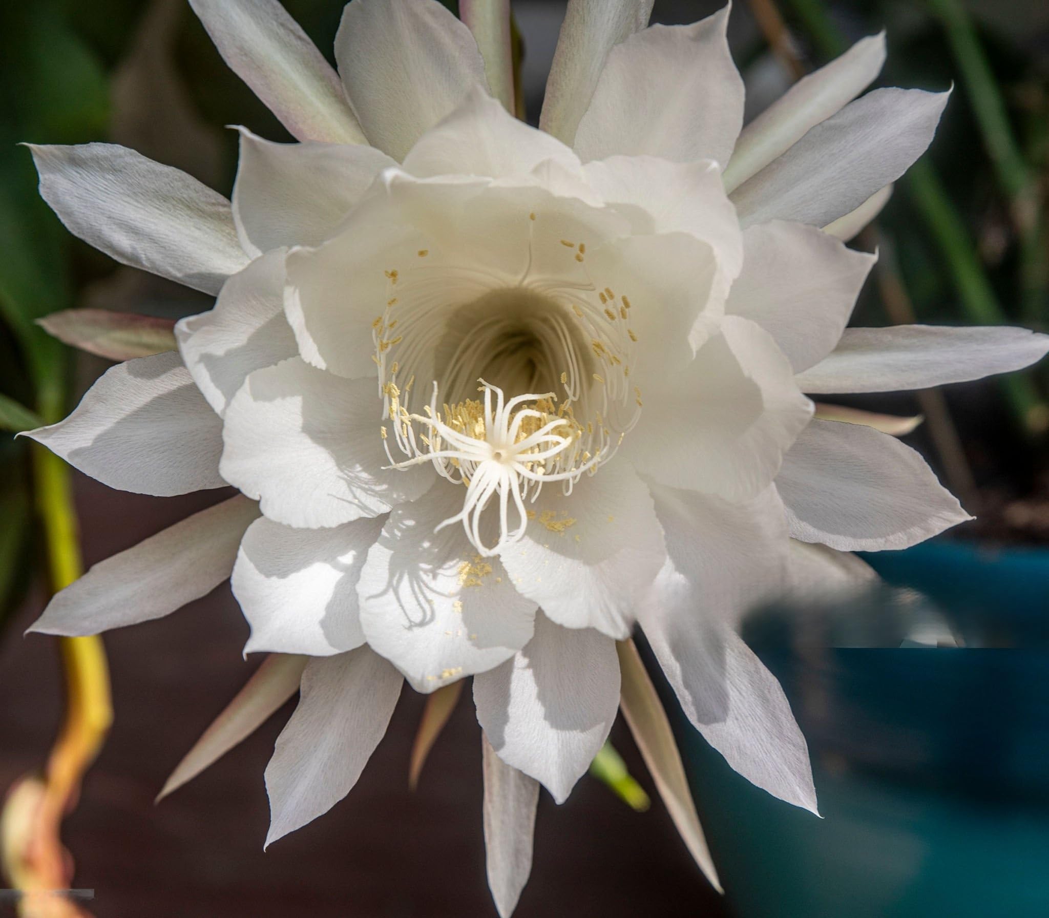 White Epiphyllum Flower Seeds – Heirloom, Non GMO, High Germination, Organic Garden Seeds