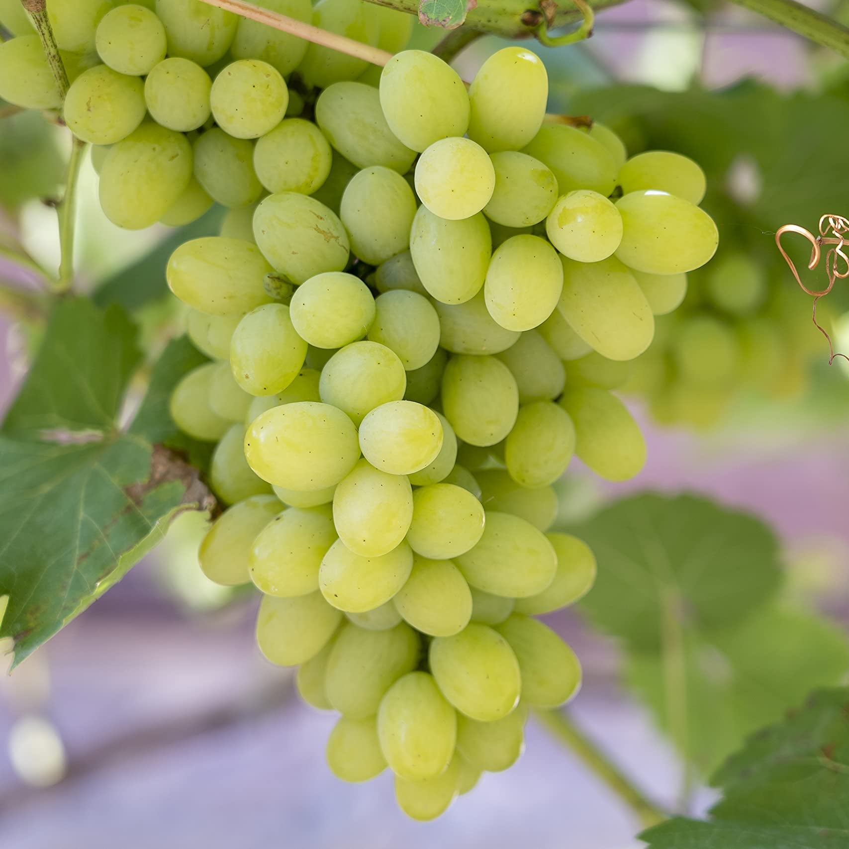 lakemont grape fruit for planting unique white grapes your garden heirloom Fruit seeds