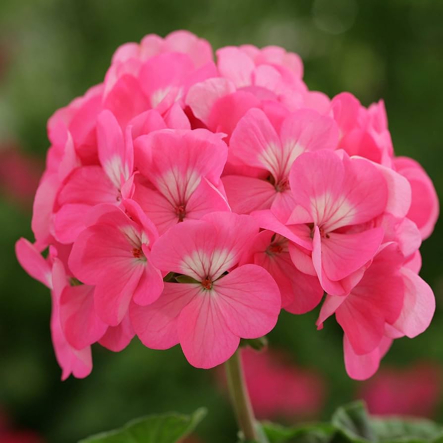 Pink Pink Geranium Flower Fresh