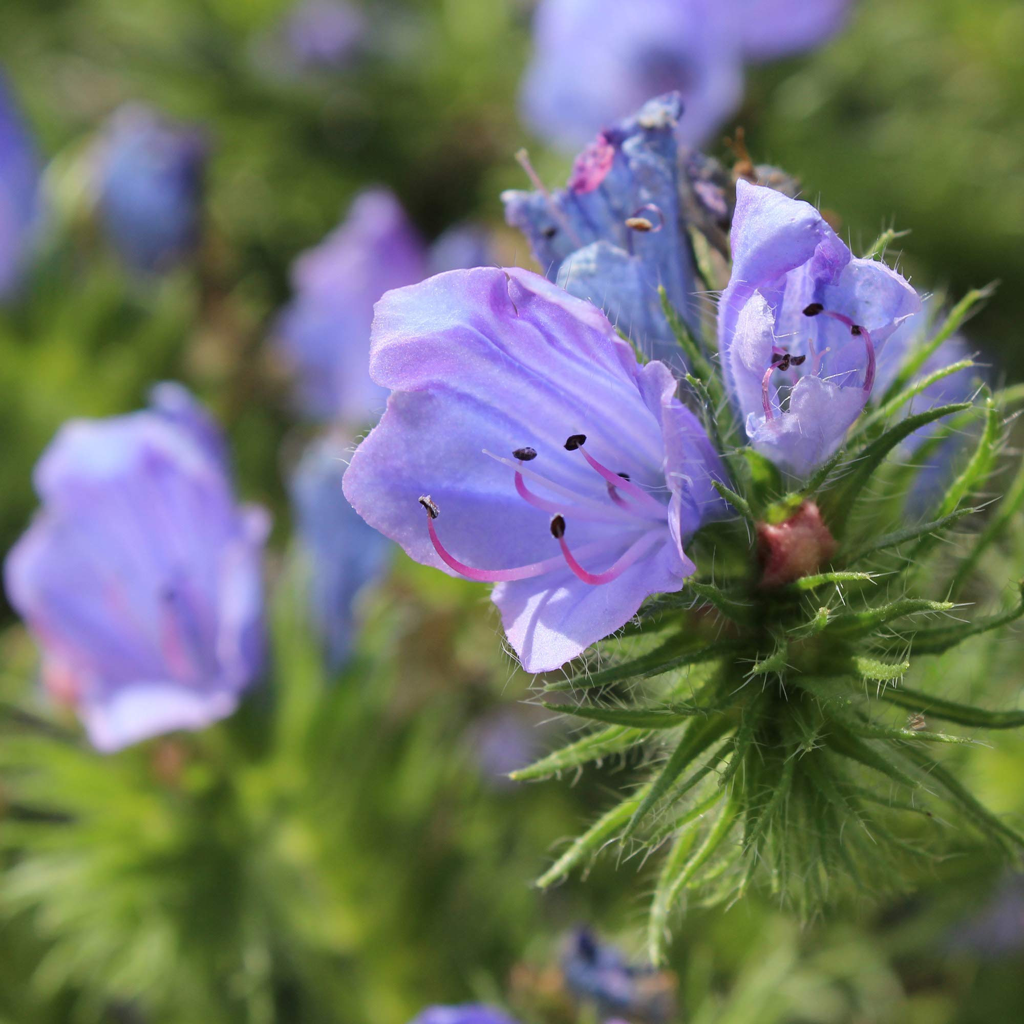 Blue Heirloom Viper Bugloss Unique Vibrant Garden Flowers Flower Seeds Home Garden