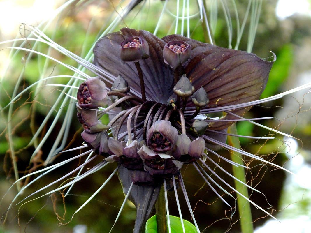 water grape tacca palmata in tropical garden
