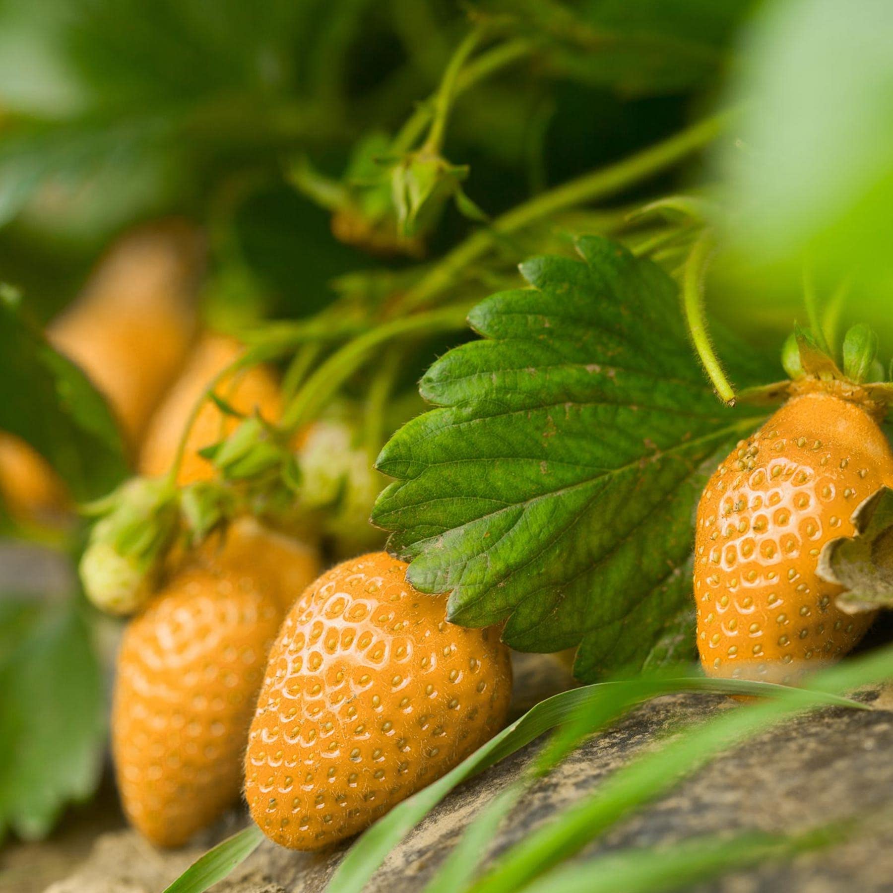 mixed strawberry fragaria x ananassa vegetable patch