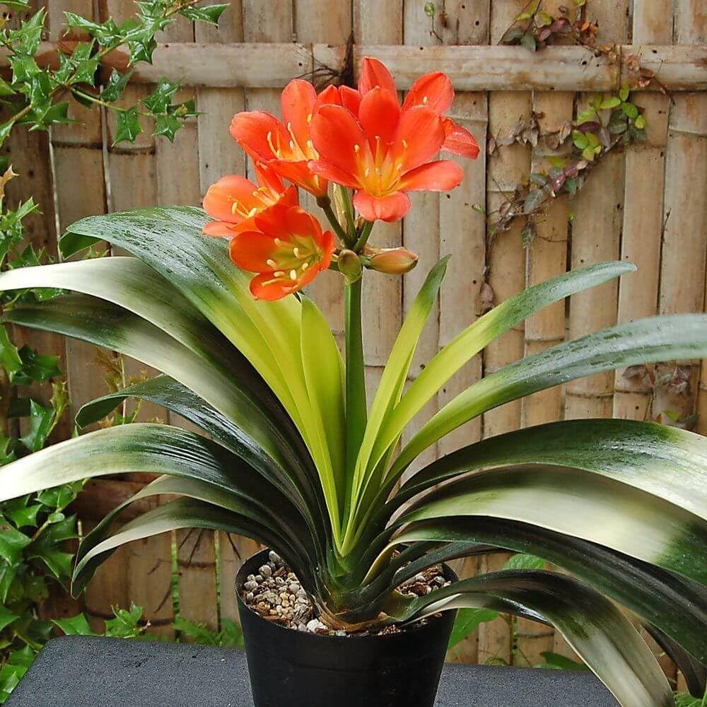 Orange Orange Clivia Flower Fresh