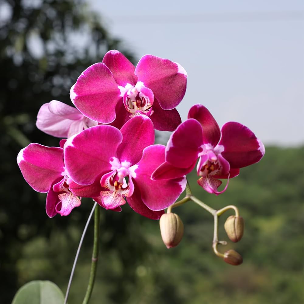 Mini Phalaenopsis Orchid Plants Flower
