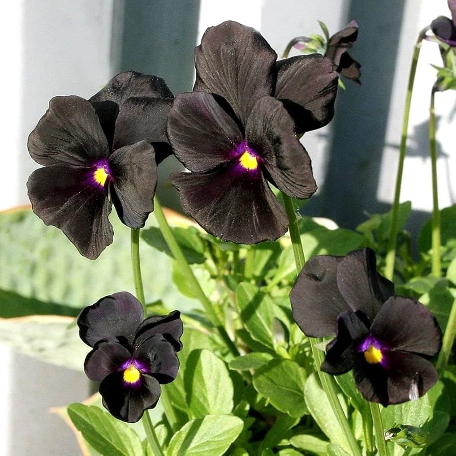 Black Viola Wittrockiana Flower Seeds – Exotic Flowering Plants for Vibrant Garden Beauty