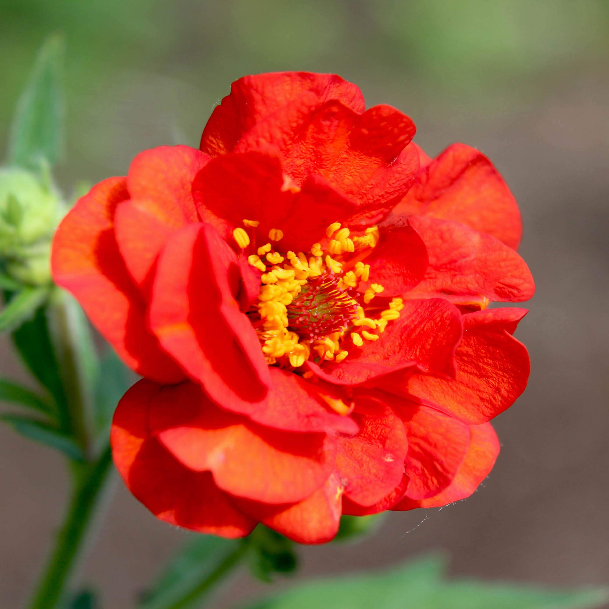 Red Geum Flower