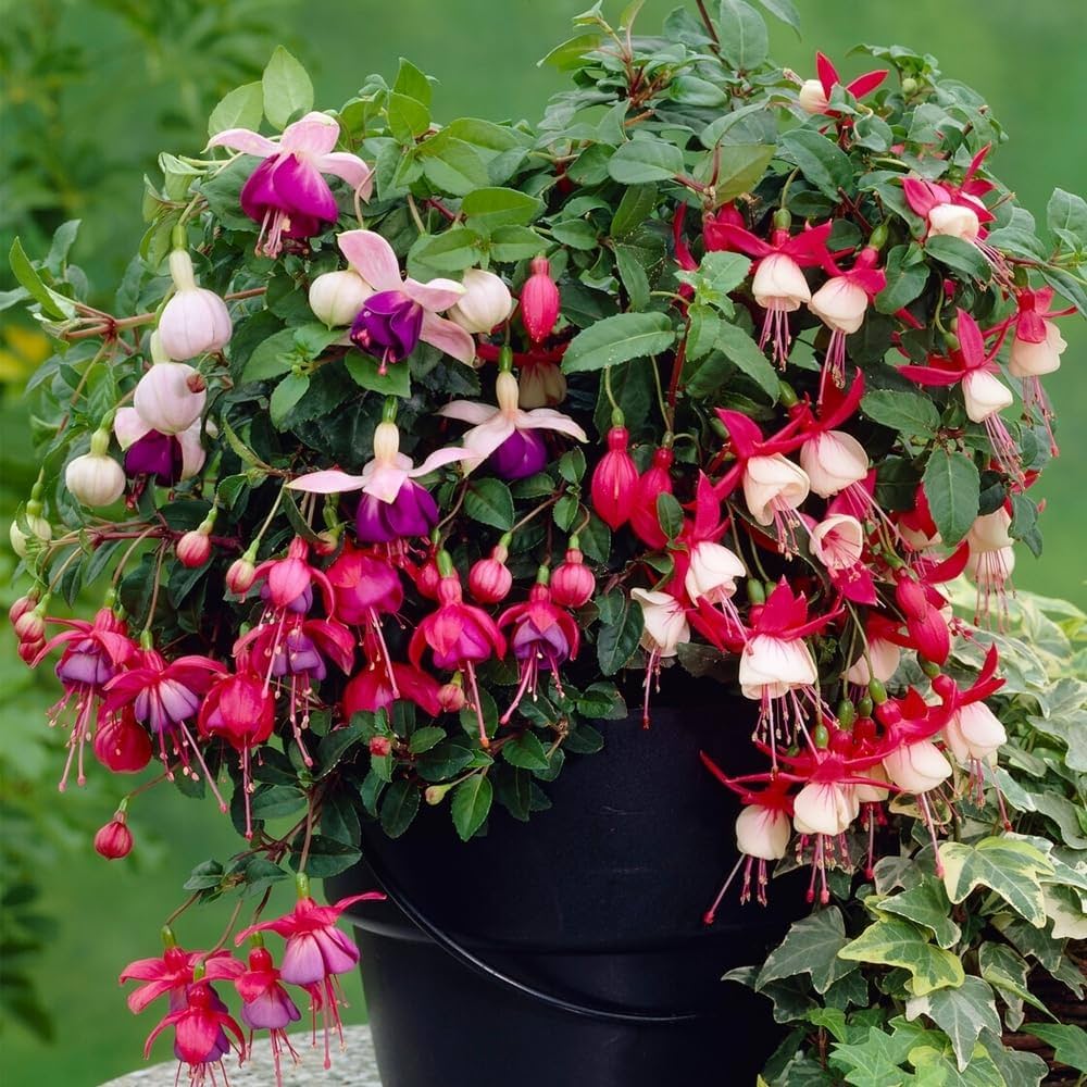 Fuchsia Flower Fuchsia Spp