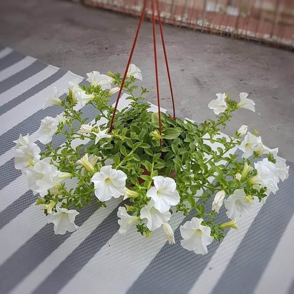 White White Petunia Flower Fresh