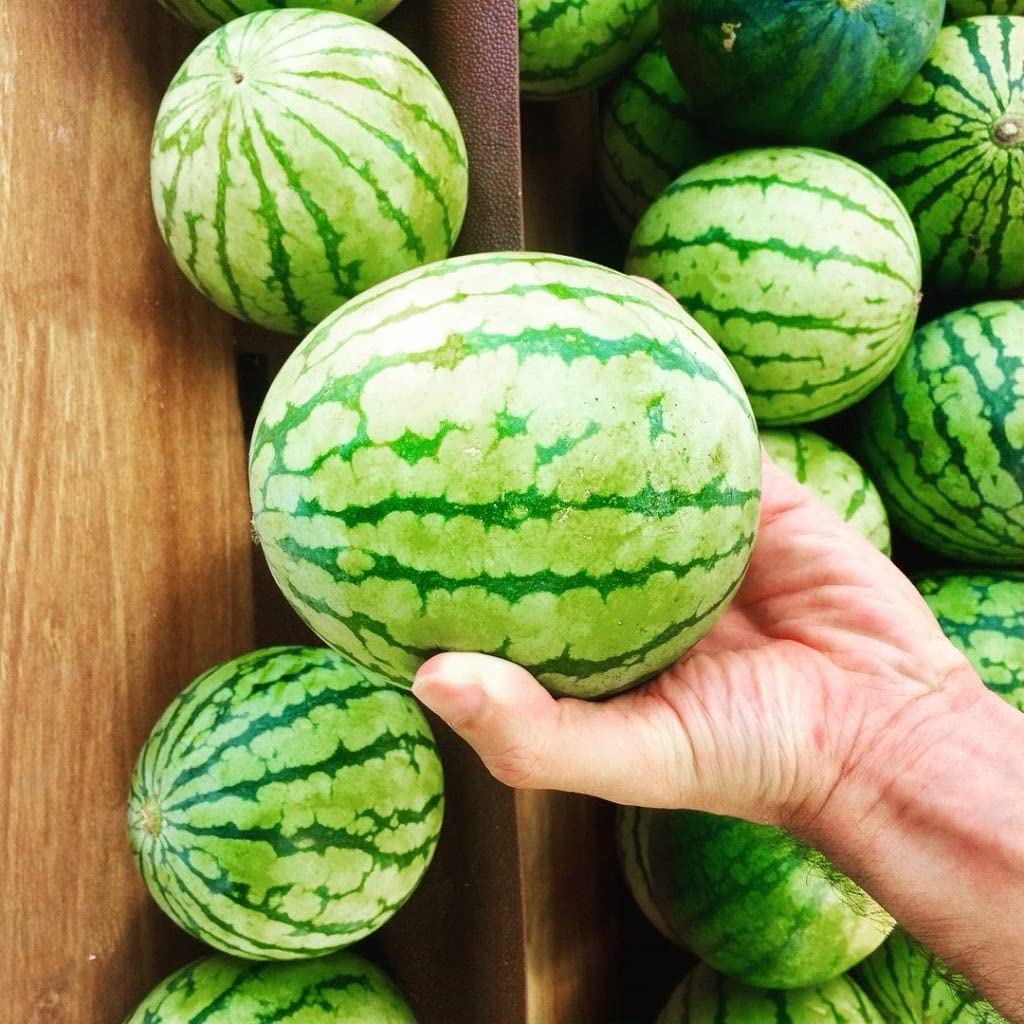 Watermelon Fruit Citrullus Lanatus Seeds