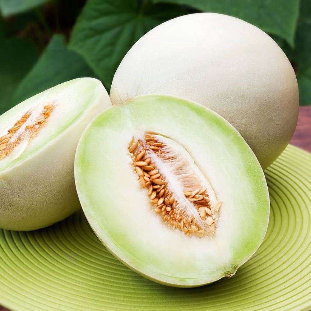 new fresh green honeydew melon vegetable sweet and crisp melons for your garden Fruit seeds