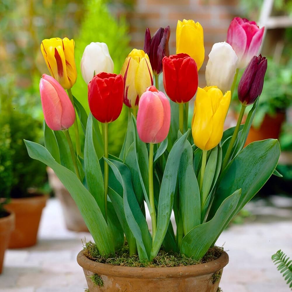 Mixed Tulip Flower Seeds
