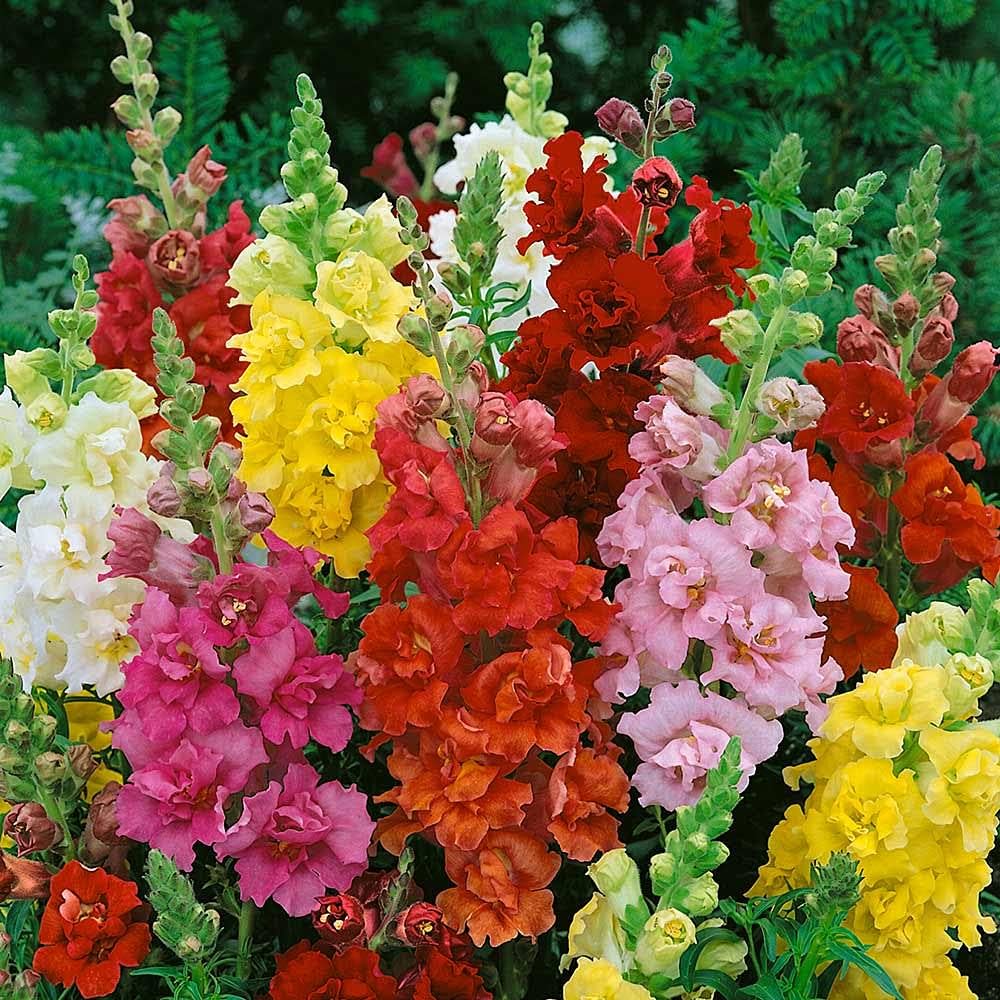 Red Yellow Antirrhinum Flower Fresh